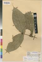 Image result for Belonophora coffeoides