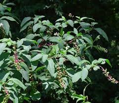 Image result for Phytolacca
