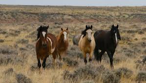 When you drive on the rez, there are signs warning you to watch for horses. 10 Great Places To See Wild Horses