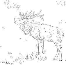 Select from 36755 printable coloring pages of cartoons, animals, nature, bible and many more. Coloring Pages Coloring Pages Elk Printable For Kids Adults Free