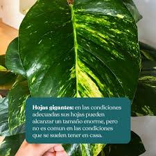 Image result for Epipremnum en casa