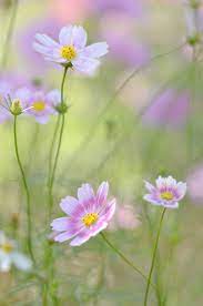 Cosmos 18 Snowshoe Hare Flickr Photo Sharing Cosmos Flowers Beautiful Flowers Flowers Nature