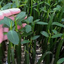 Image result for Rhizophora