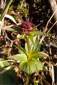 Image result for Valerianaceae