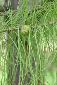 Image result for Taxodium