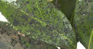 Image result for sooty mould