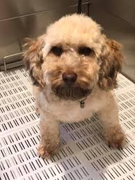 Profile for Paws 4 Style