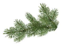 Pine Tree Branch Pine Tree Silhouette Tree Of Life Artwork Palm Trees Wallpaper