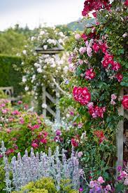 Available as climbers, ramblers, bushes, shrubs and ground cover roses, in a variety of colors, fragrances and repeat flowering or single blooms, there is a variety of rose for almost every position. Celebrating The English Rose Quintessence