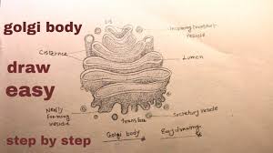 How To Draw Golgi Appartus Golgi Body Drawing Youtube Usually five to eight cisternae are present in one golgi apparatus, but as high a number as sixty cisternae have been observed by scientists. how to draw golgi appartus golgi body drawing