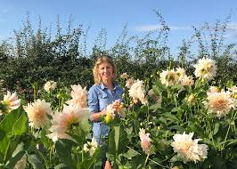 Cherokee sunset mix yields large four to five inch diameter flowers in rustic red, orange, bronze, yellow, and gold. Flower Farmers Reveal Their Favourite Flowers The English Garden