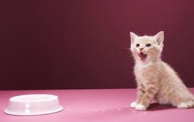 Narin Kedicik Kediler Icin Onemli Bir Ek Besin Yas Mama Kedi Yastiklar Kedicik