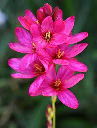 Get 1 free product today 6000+ gardening products all india delivery. 3 Wand Flower Ixia Pink Hybrid Multiple Blooms Etsy Flower Spike Bloom Flowers