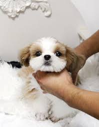 We did not find results for: Mpr Puppies Mercy Puppy Recue
