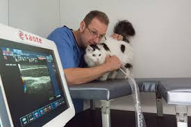There may be clinics with more expensive rates per vaccination. Cat Health Plan Feline Finance The London Cat Clinic