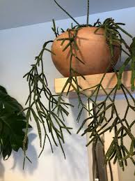 Image result for Rhipsalis
