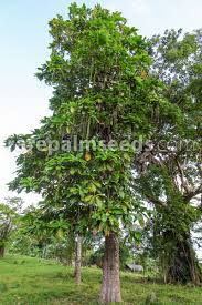 Image result for Barringtonia