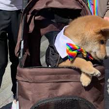 You will also be given the opportunity to browse the 120+ vendors for pet related products and services or sit and enjoy one. Dogs In Prams Taiwan S Falling Birthrate Sees Pets Outnumbering Children Taiwan The Guardian