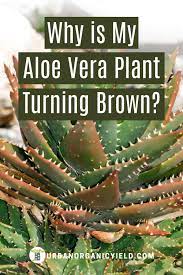 Aloe Vera Plant Leaves Turning Brown Aloe Vera Plant Plant Leaves Turning Brown Plant Leaves Turning