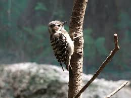 コゲラ（小啄木鳥） - 鳥類図鑑 - 動物図鑑 - 動物写真のホームページ