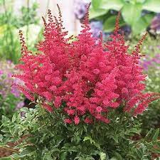 Buy Granat Astilbe Online Shade Perennials Breck S Shade Perennials Perennials Container Gardening