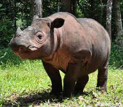 Kebun binatang surabaya kbs tiket masuk harga sekarang gambar alamat wisata nama ditutup lokasi sejarah peta denah memprihatinkan zoo logo jawa timur youtube website artikel tentang info cctv. Xkonservasi Mongabay Co Id