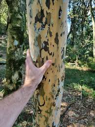 Image result for Ochna arborea
