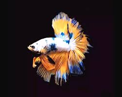 Bumblebee) is a 2018 american science fiction action film centered on the transformers character of the same name. White Dragon Bumblebee Betta Fish On Black Background Digital Art By Scott Wallace Digital Designs