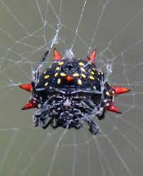 More images for spider with red spikes » Black Spider With Red Spikes Gasteracantha Cancriformis Bugguide Net