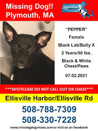 We did not find results for: These Dogs Went Missing In Massachusetts During Fourth Of July Weekend As Fireworks Cause A Spike In Missing Dog Reports Masslive Com