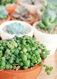 Consider placing yours near a sunny window but out of the direct line of. Common Problems Of String Of Pearls And How To Fix Them Succulents Box