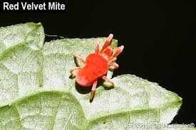 Image result for red mite
