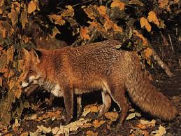 Dacă tendinţele continuă, se va ajunge la dispariţia completă a acestor zone, concluzionează un studiu recent realizat. Animale Ocrotite Prin Lege In Romania Iubiti Natura Si Animalele