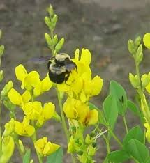 Image result for Indigofera podocarpa