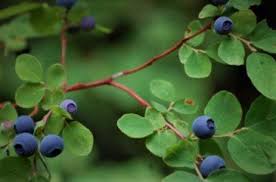 Image result for Vaccinium stanleyi