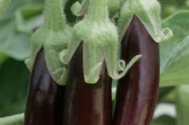 Image result for Solanum melongena