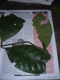 Image result for Landolphia eminiana