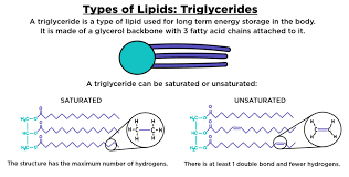 Maybe you would like to learn more about one of these? Triglyceride Structure Function Expii