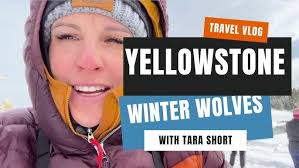 Yellowstone Winter Wolves & Wildlife Safari Vlog with Tara Short