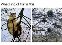Nevermind That Where Can I Get This Fruit Tree Cute Funny Animals Animal Jokes Funny Animals