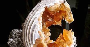 Collecting Calcite Clams in Florida