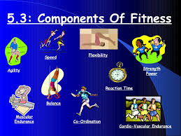 What actually measures the physical fitness of your body is your ability to remain fit when you are doing physical exercise without feeling the most important elements of the 5 components of fitness is muscular strength, muscular strength is the capability of your muscles to lift a weight. 5 3 Components Of Fitness