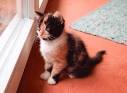 How Long Do Calico Cats Live? - Inscmagazine