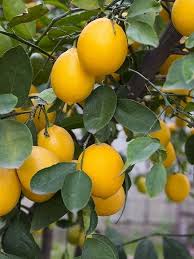 Özellikle soğuğa dayanıklı olan türleri ve sürekli meyve vermesi limon fidanı büyütmenin başlıca sebeplerinden sayılabilmektedir. Citrus X Limon Bodur Limon Fidani 40 60 Cm Tuplu Fidan Istanbul Internetten Fidan Ve Fide Siparisi Her Cesit Peyzaj Bitkileri