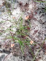 Image result for Microcharis welwitschii