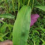 Image result for Siphonochilus