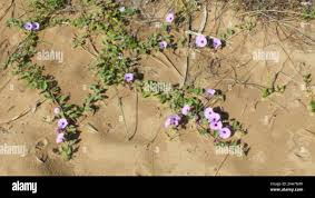 Image result for Astripomoea malvacea