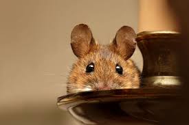 Something about strong astringent scents keeps them away, though other smells can also contribute. How To Keep Mice Away From Your House 7 Very Effective Tips
