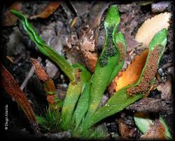 Image result for Grammitis