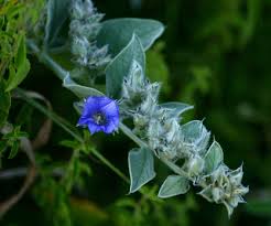 Image result for Bonamia